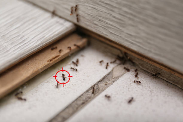 Best Ant Control  in Waterford, CA